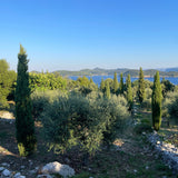 A GROVE BY THE SEA